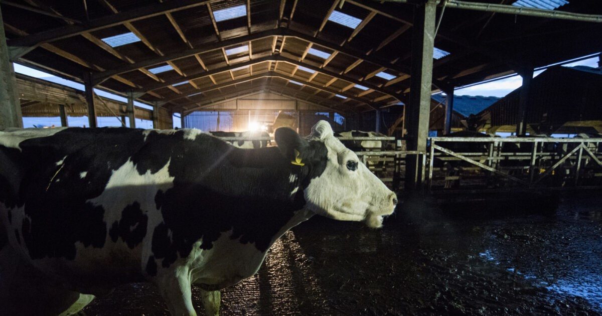 لوما در فضای بستۀ دامداری؛ دوربینِ مستند Cow زندگی او را از نزدیک دنبال میکند.