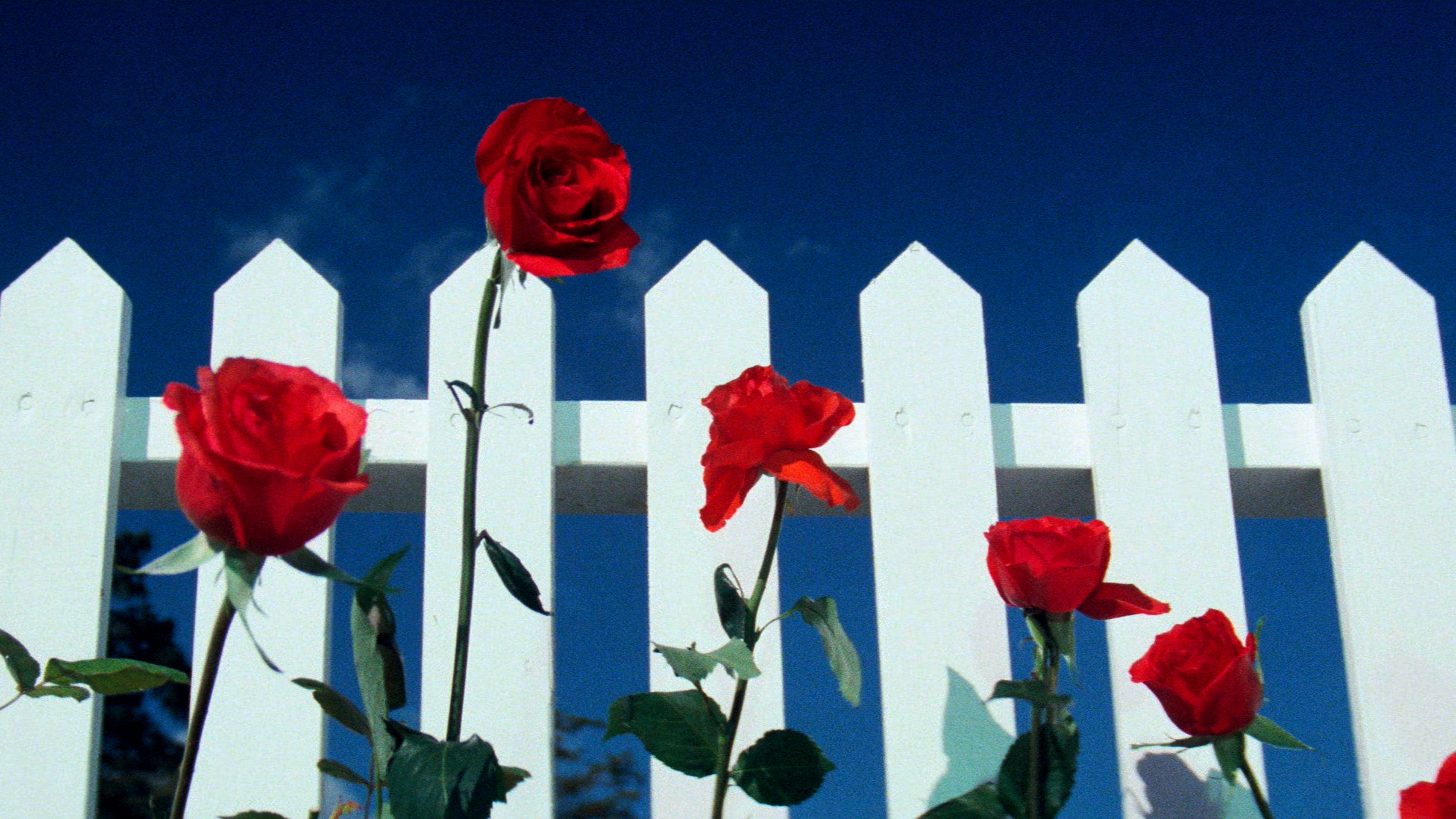 گل‌های سرخ و حصار سفید در نمای آغازین فیلم Blue Velvet